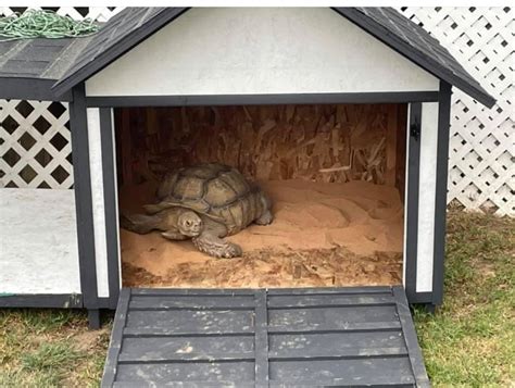 how to place metal tortoise in house|tortoise shape in house.